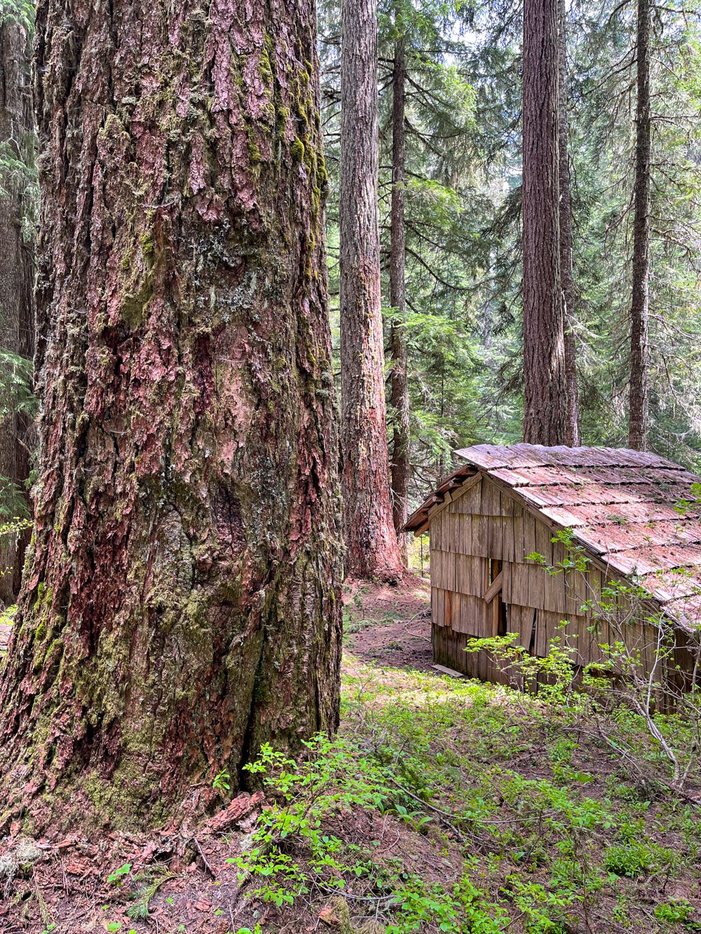Elk Camp Shelter