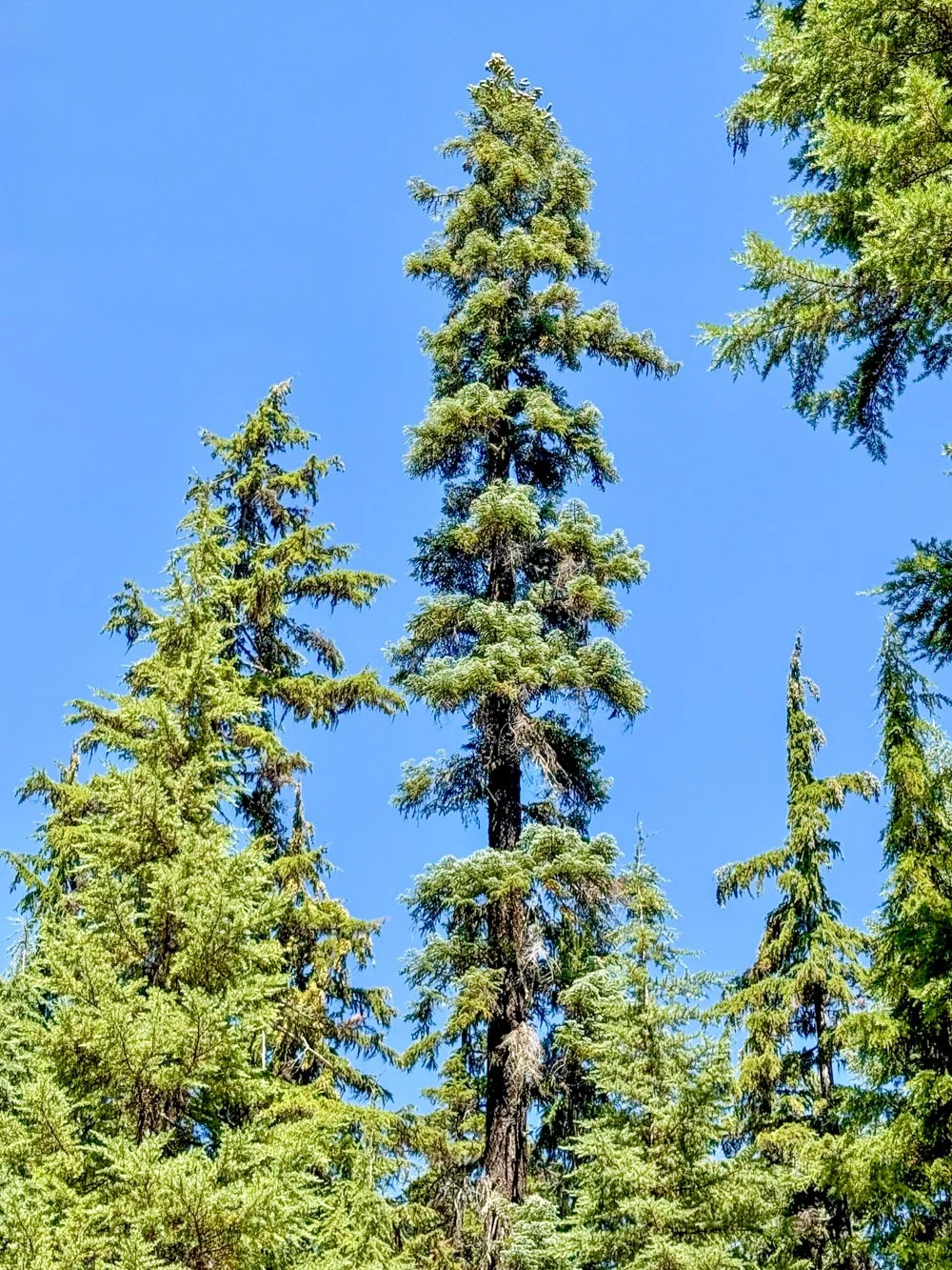 Shasta red fir towering over mountain hemlock
