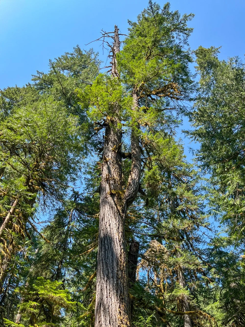 Reiterated branch on an ancient Douglas-fir