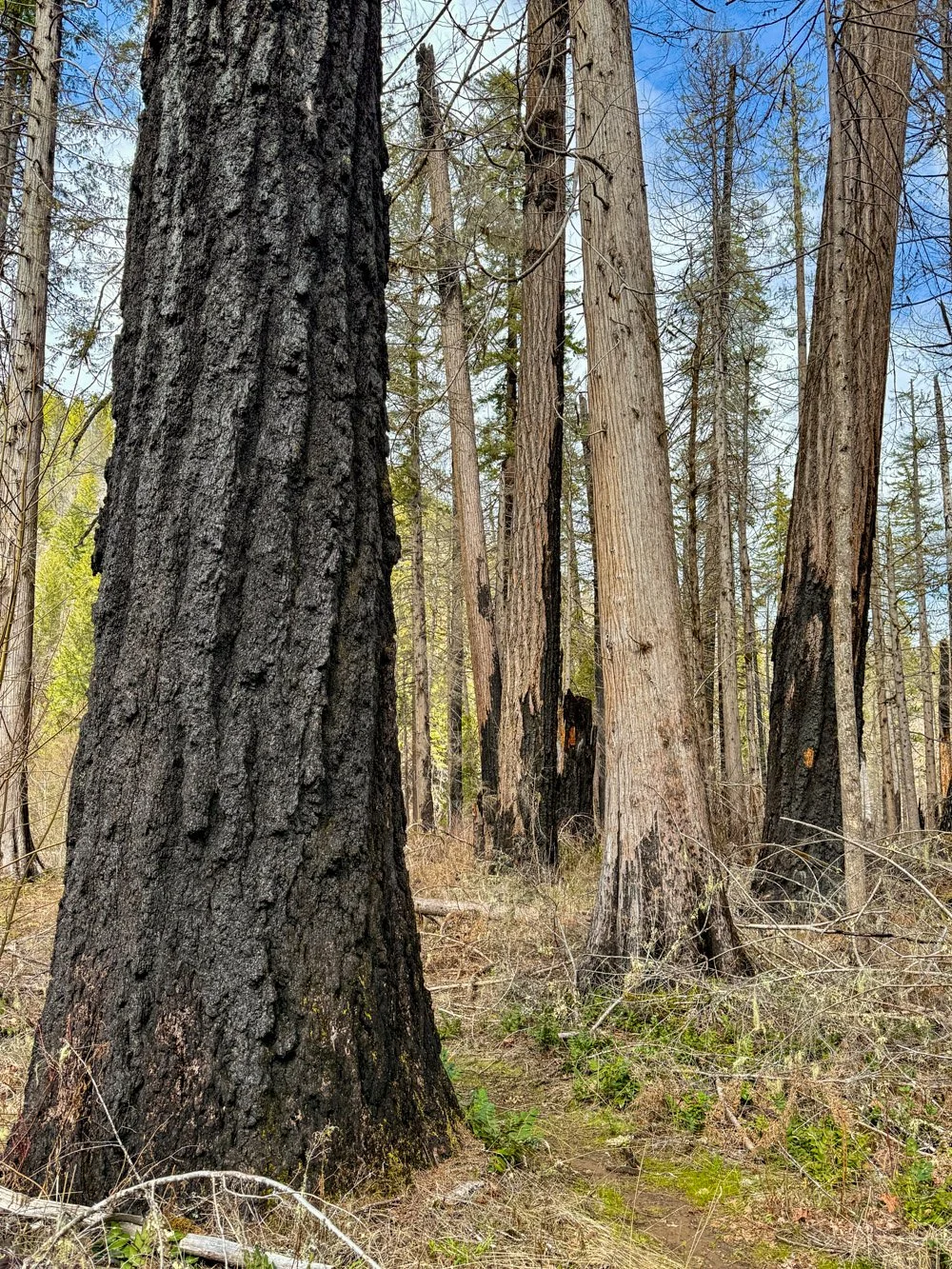 Douglas-fir snags along the river