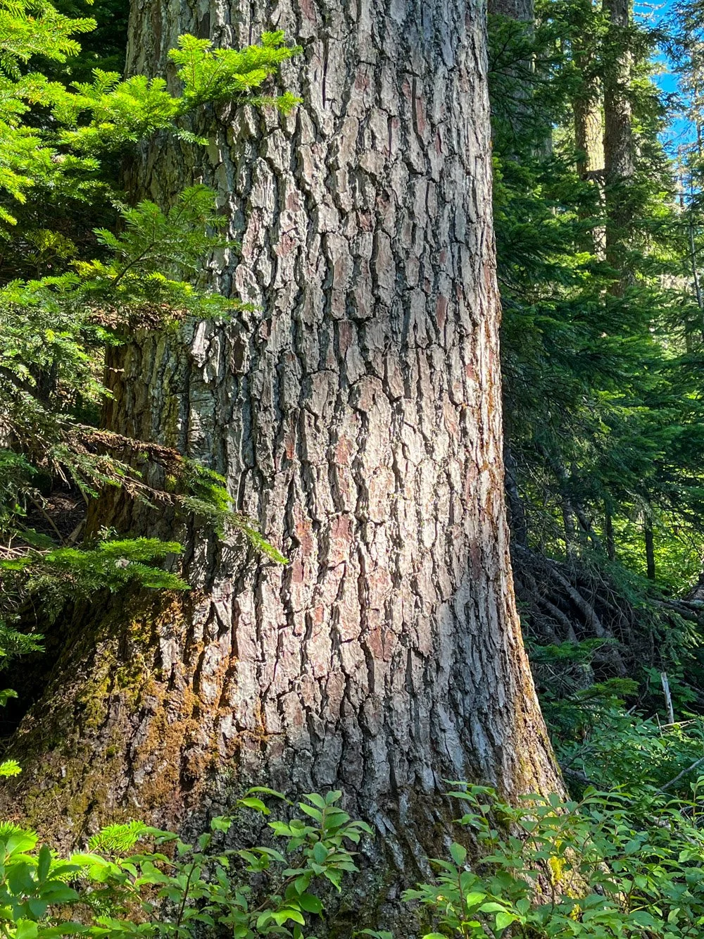Distinctive noble fir bark