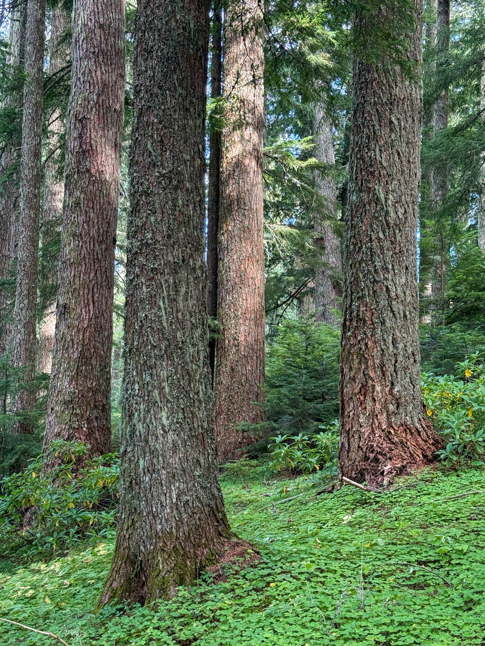 Douglas-fir and western hemlock over oxalis