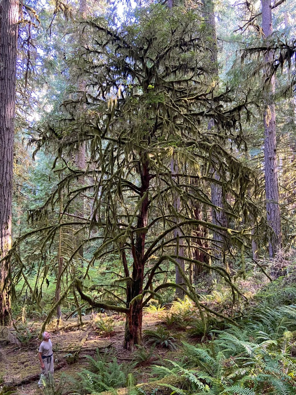 Pacific yew