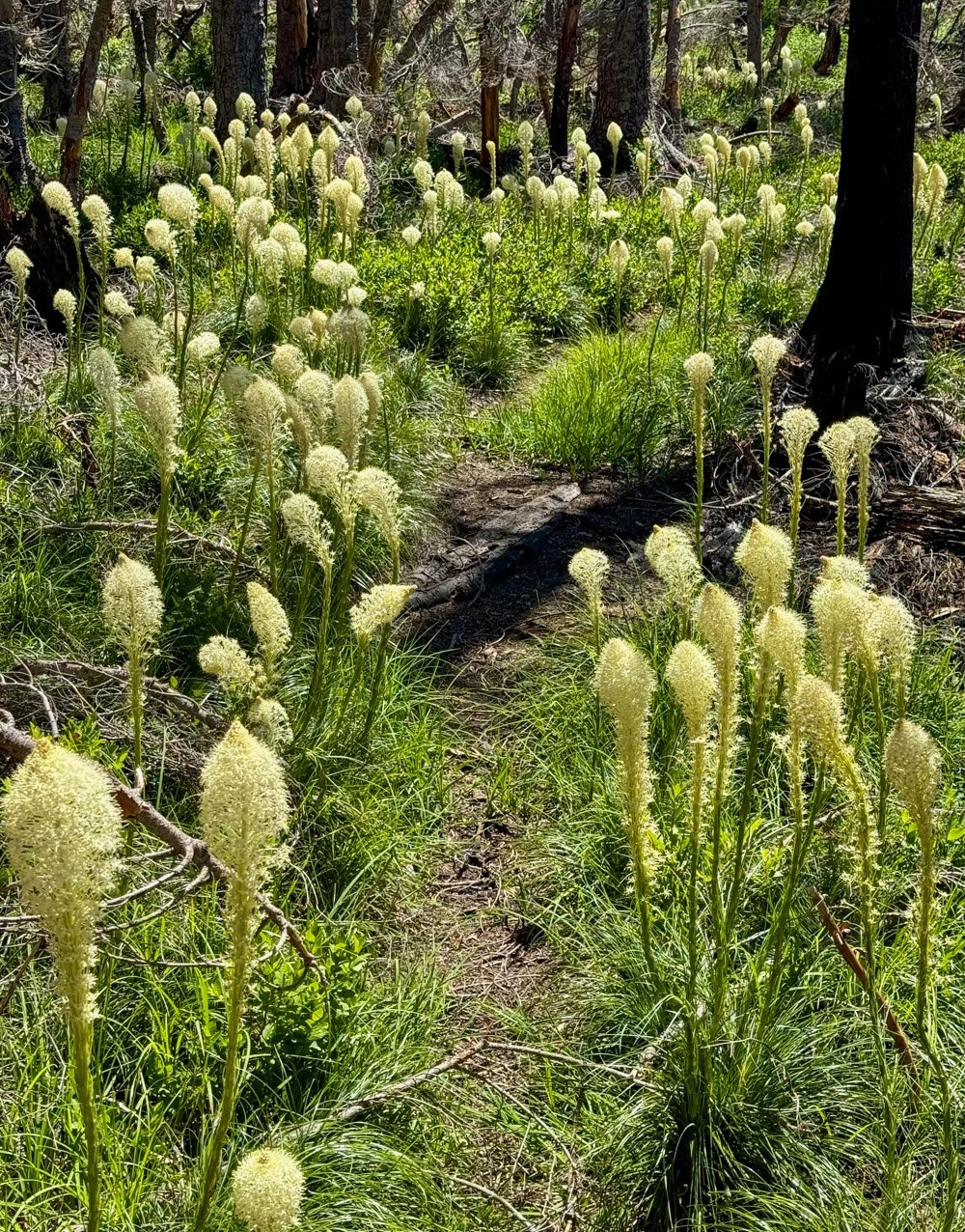Beargrass in burned forest