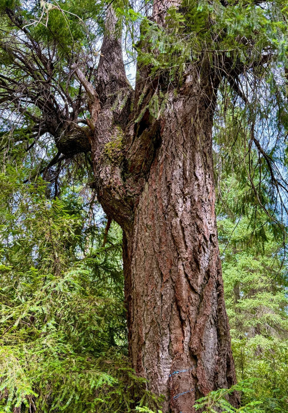Gnarly, old Douglas-fir