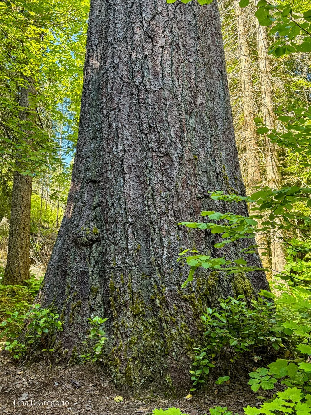 Immense sugar pine