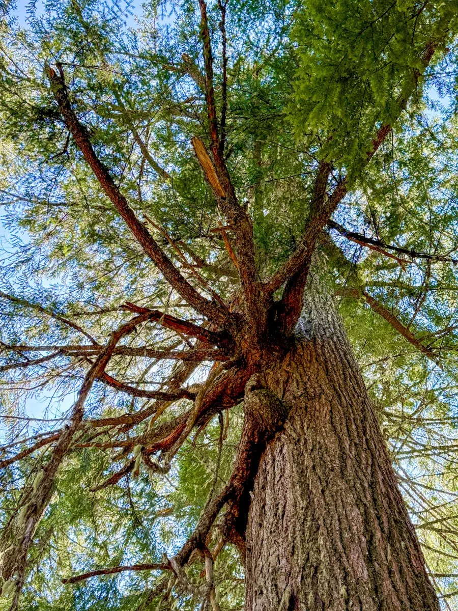 Epicormic, fan-shaped branch cluster