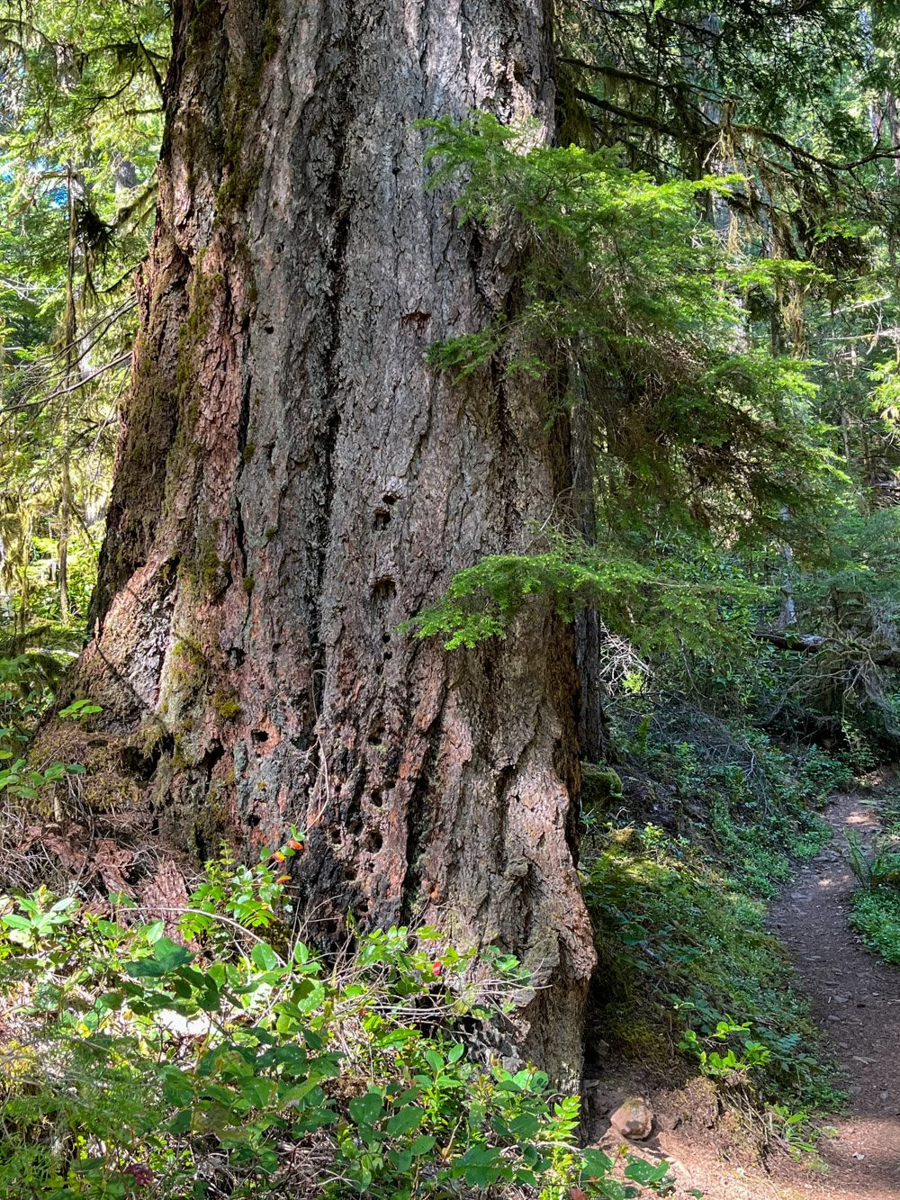 Ancient trailside veteran
