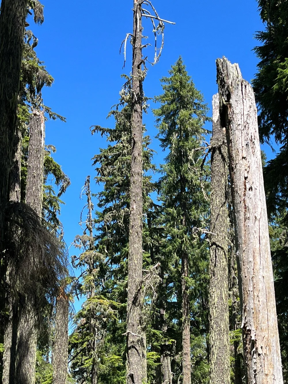 Snag patch and canopy gap
