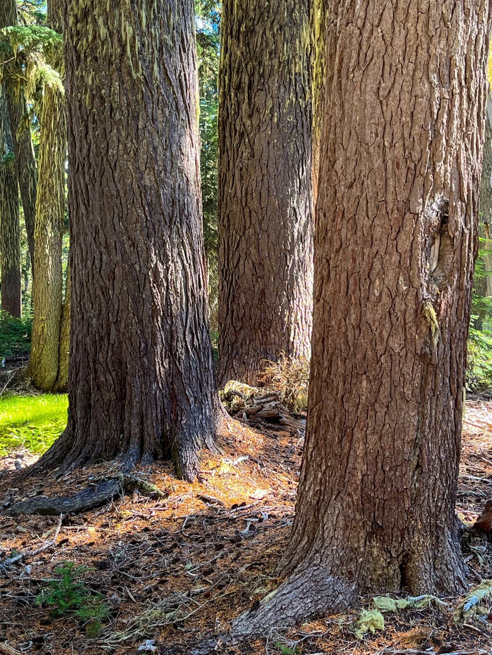 Cluster of fat hemlock