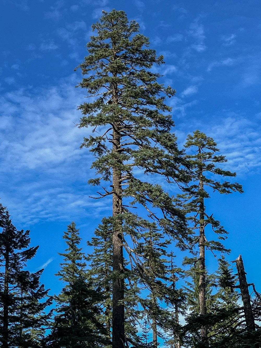 Classic noble fir