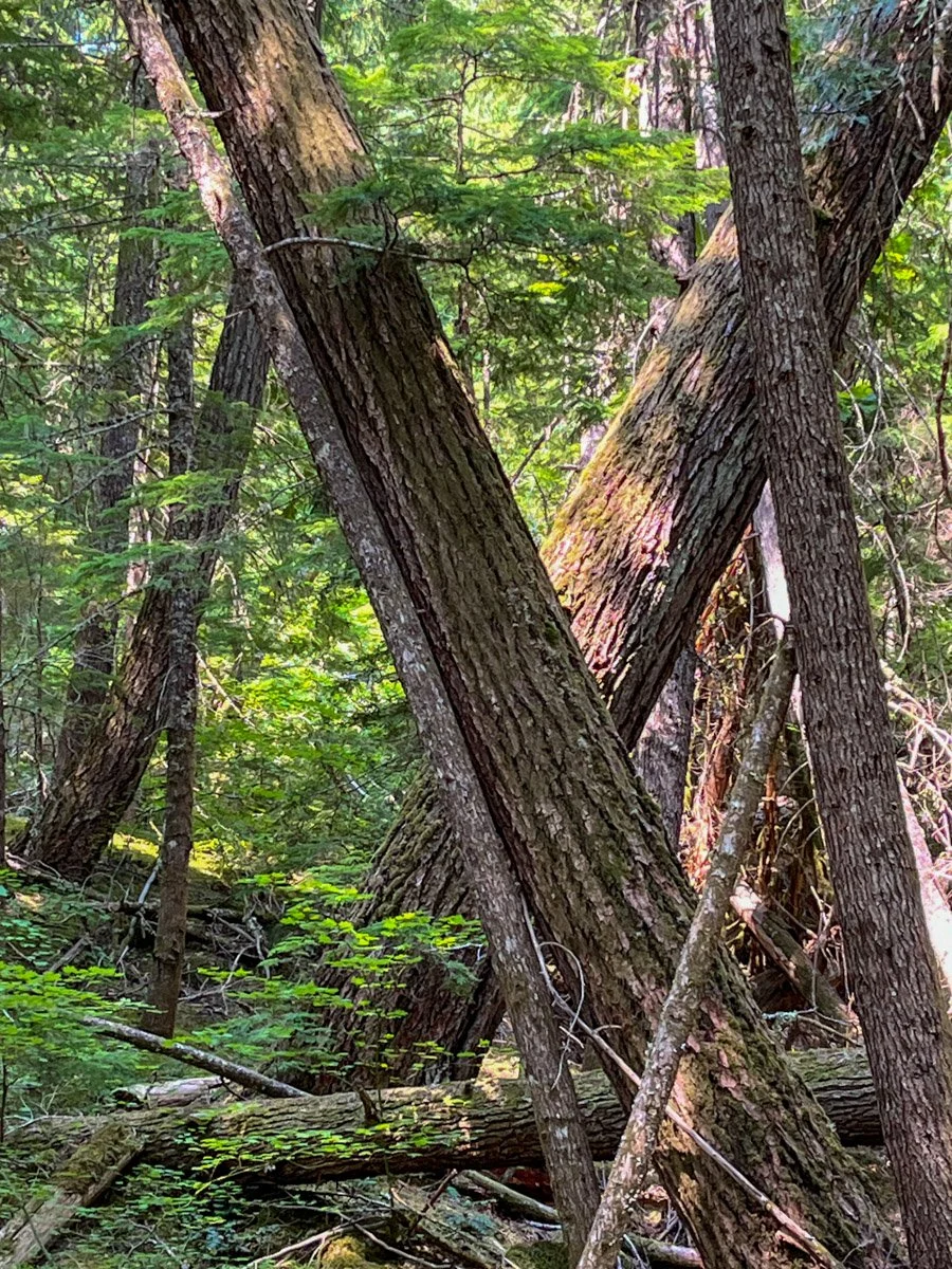 A funhouse forest