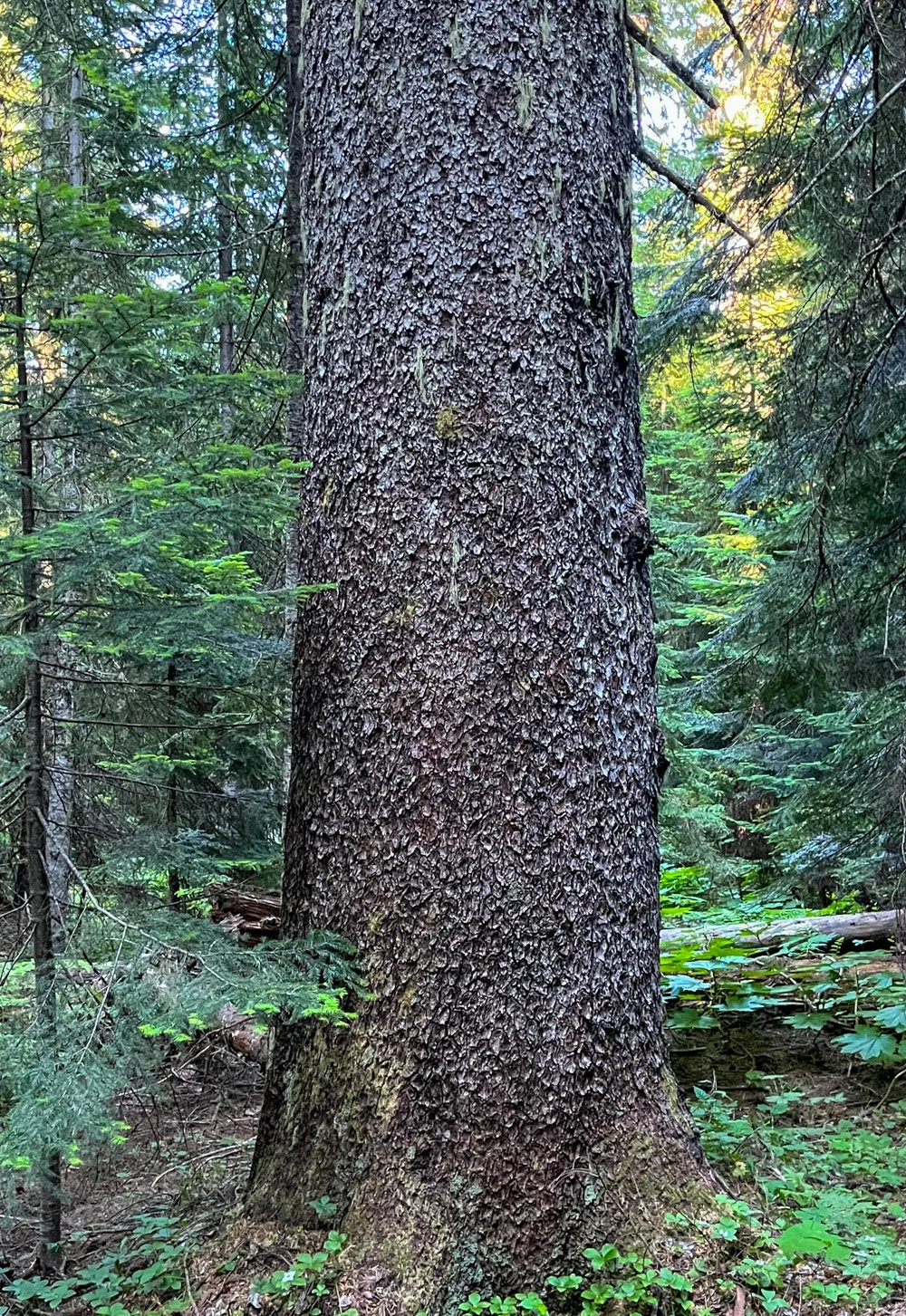 Engelmann spruce