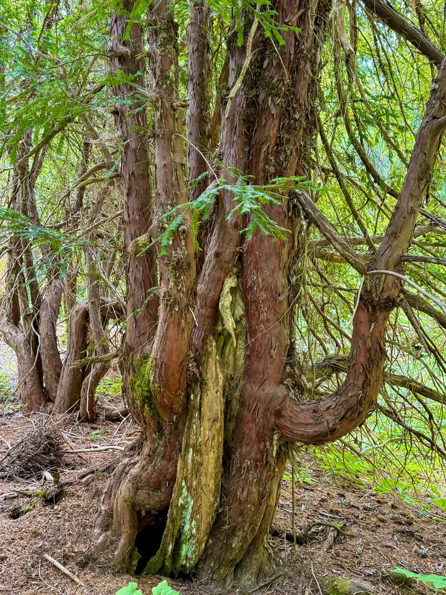 Pacific yew