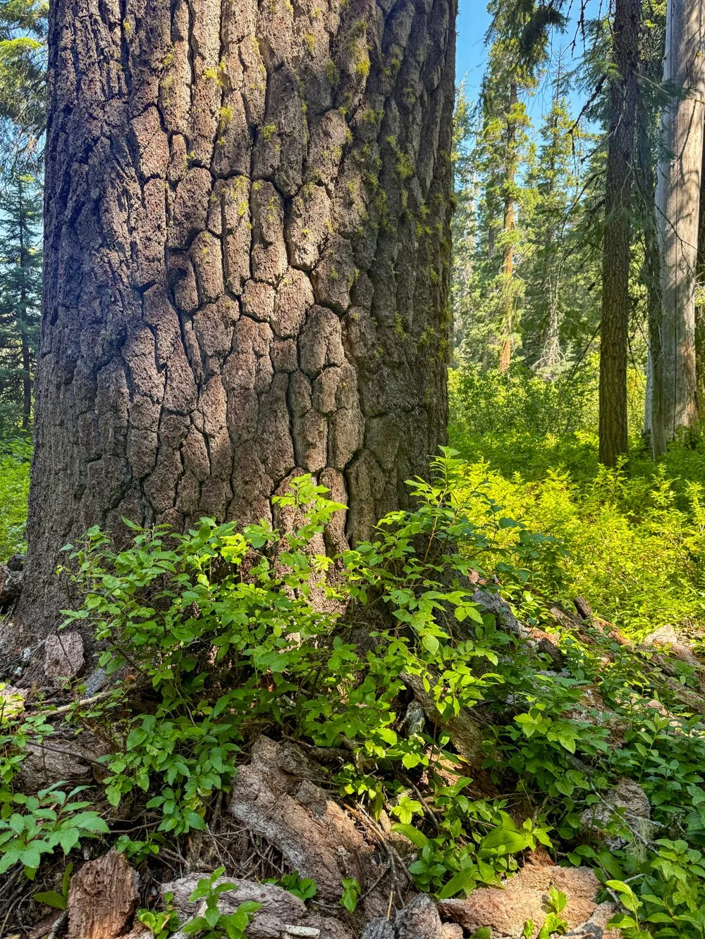Shasta red fir
