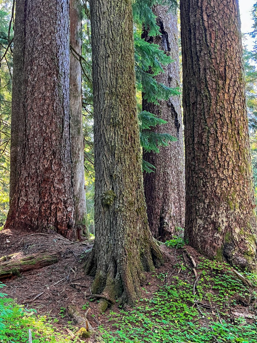 Gorgeous old Douglas-fir and hemlock