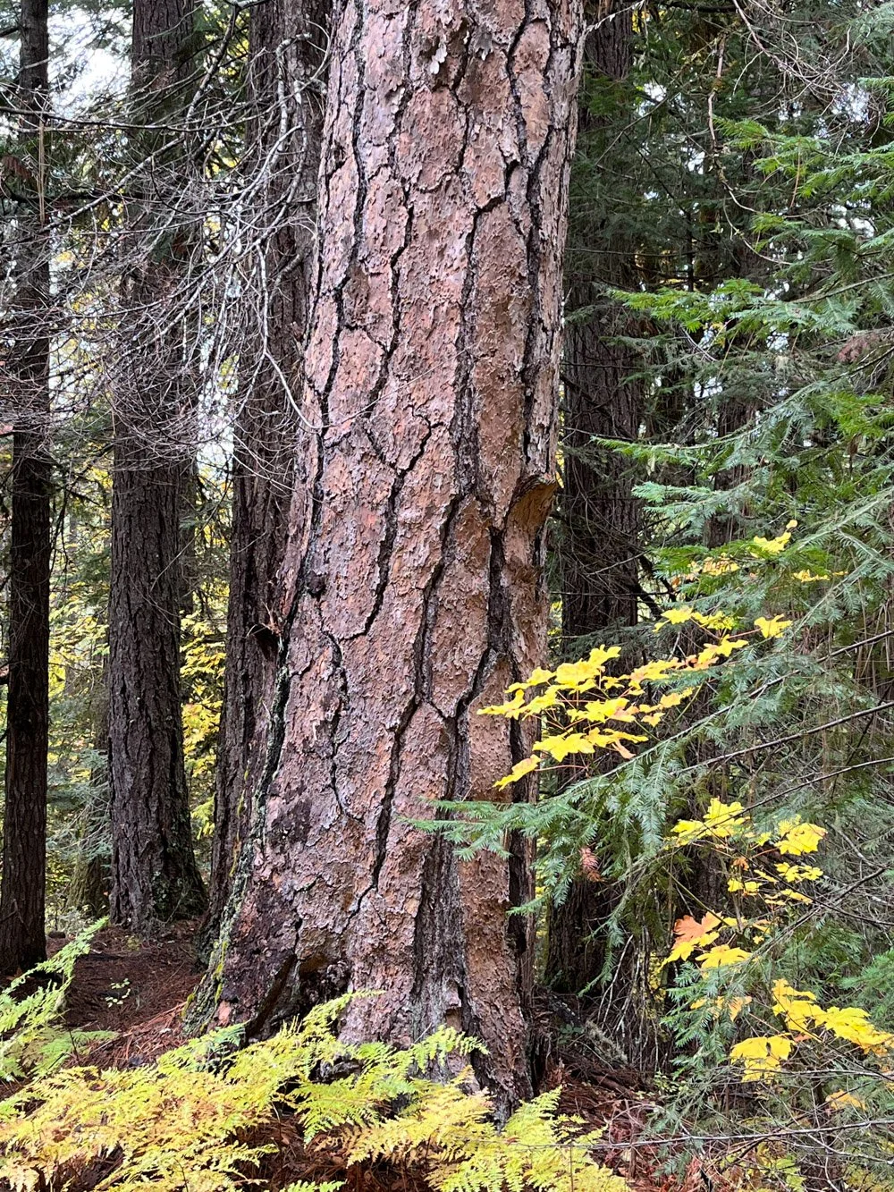 Ponderosa pine
