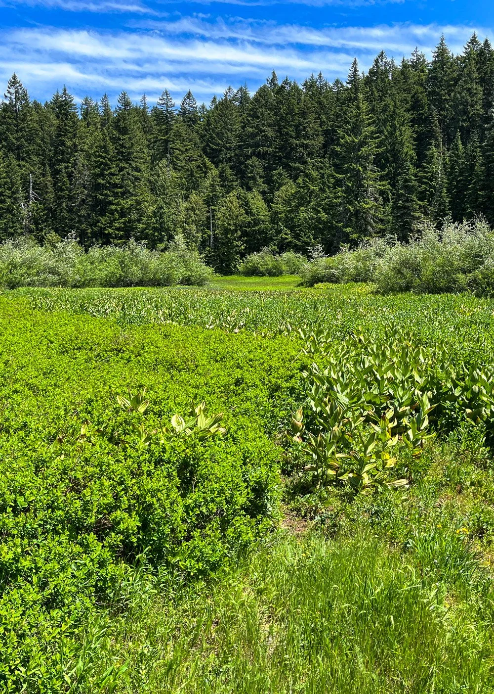 Meadow near Lone Wolf Shelter