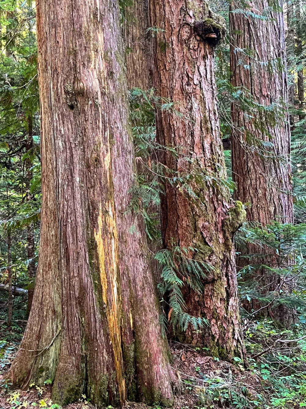 Old western redcedar and Douglas-fir