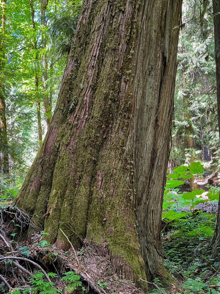 Western redcedar