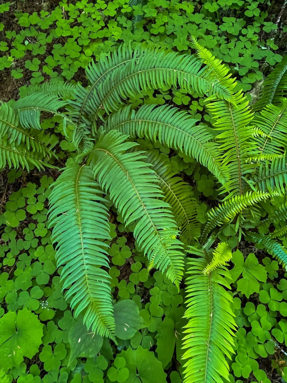 Swordfern and oxalis