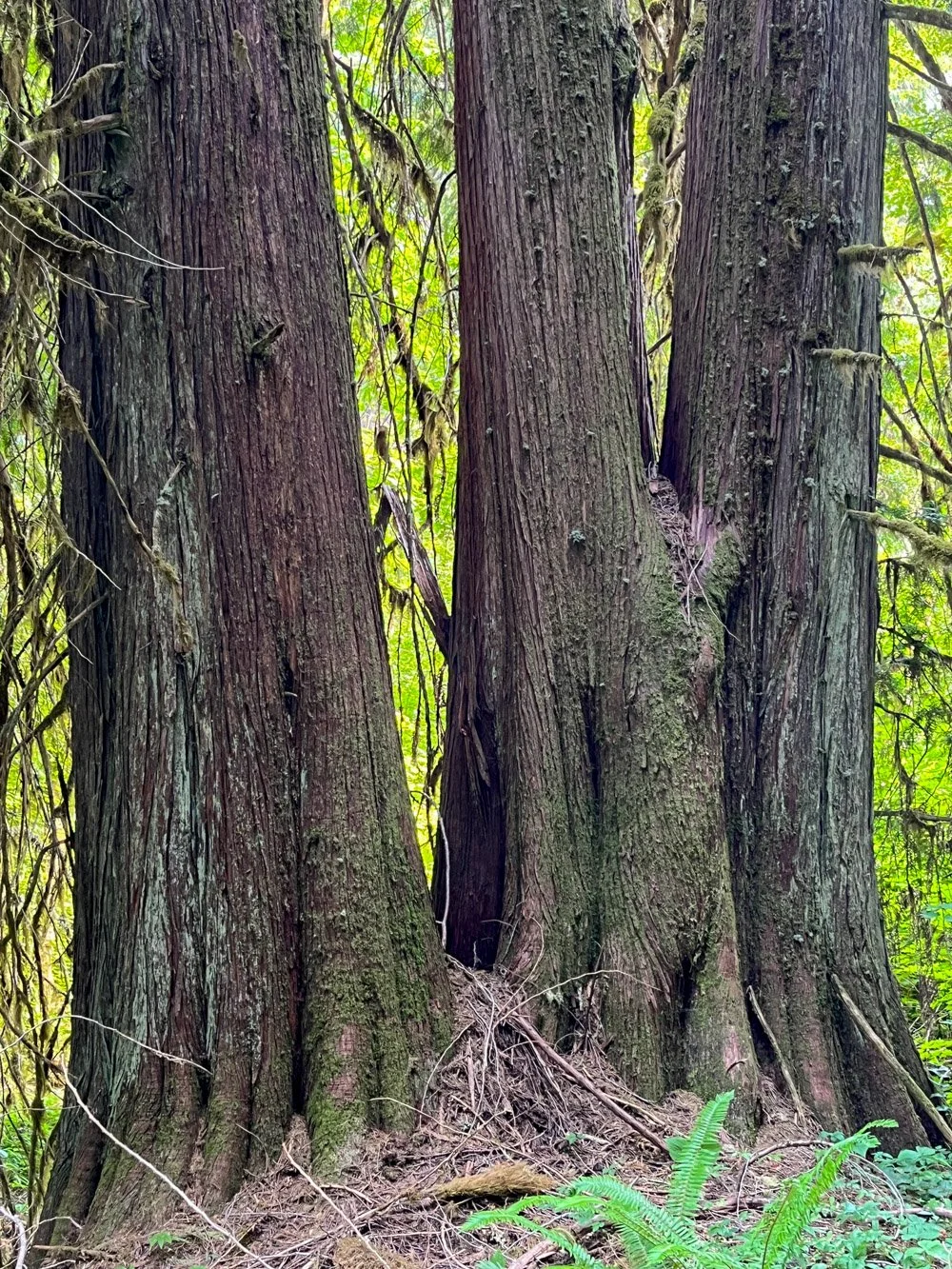 A streamside trio of western redcedar