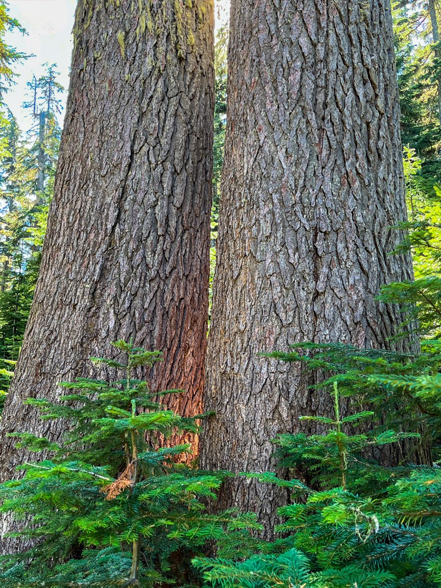 Large mountain hemlock