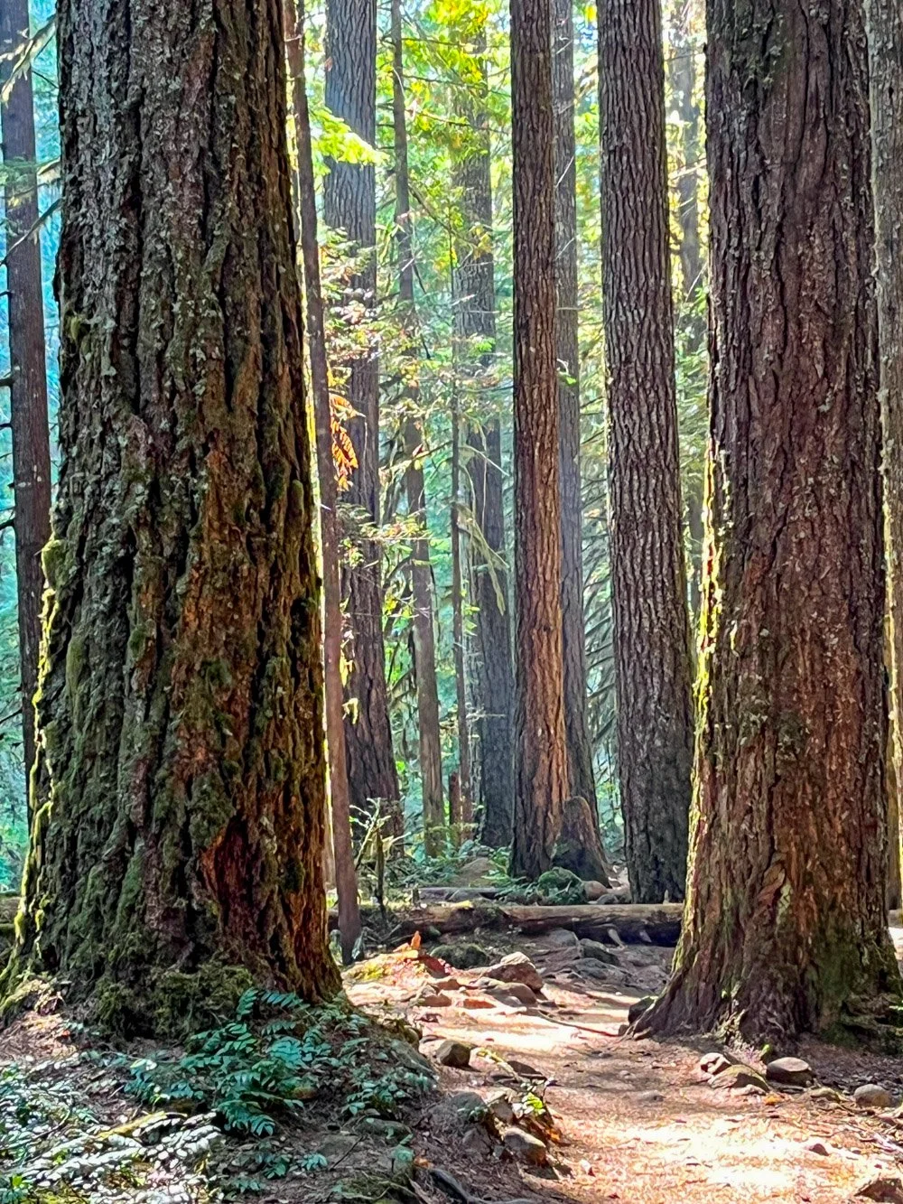 Old Douglas-fir