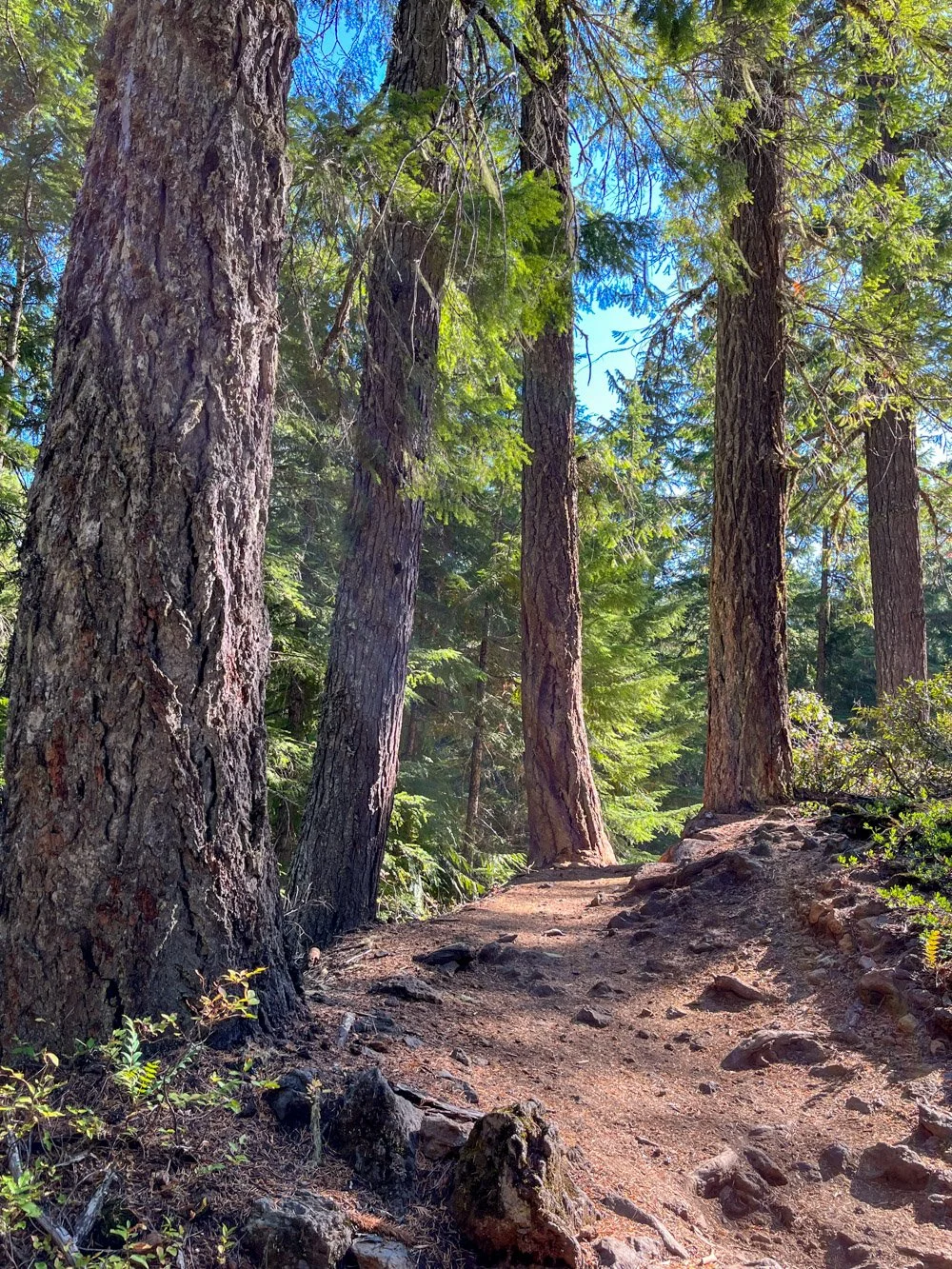 Trailside Douglas-fir