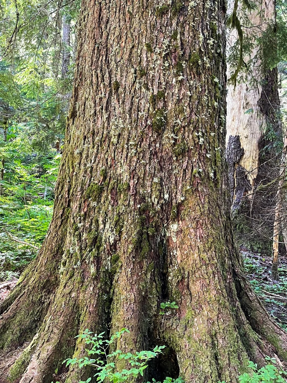 Old western hemlock