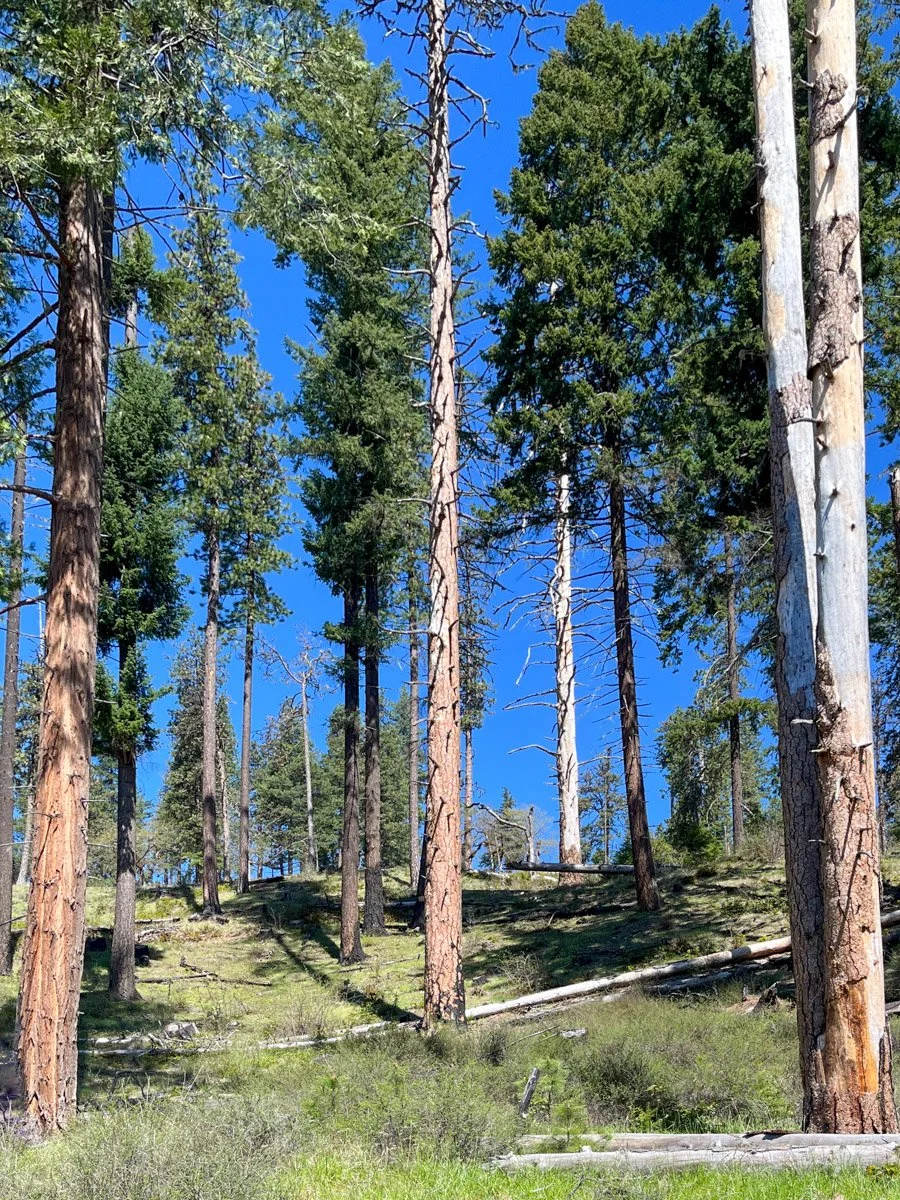 Post restoration cutting