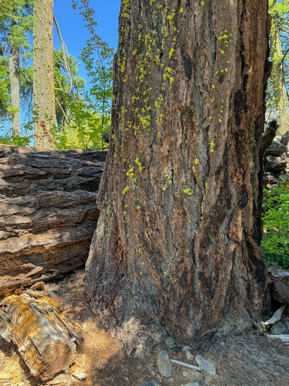 Huge Douglas-fir snag