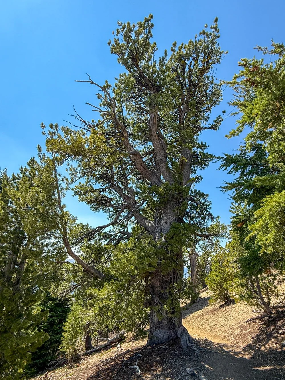 Healthy old whitebark pine
