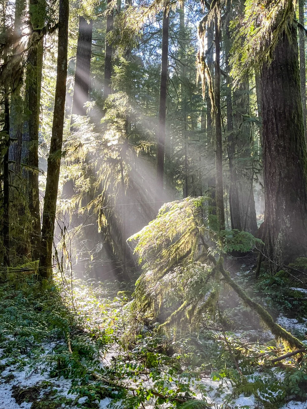 Winter sunbeams