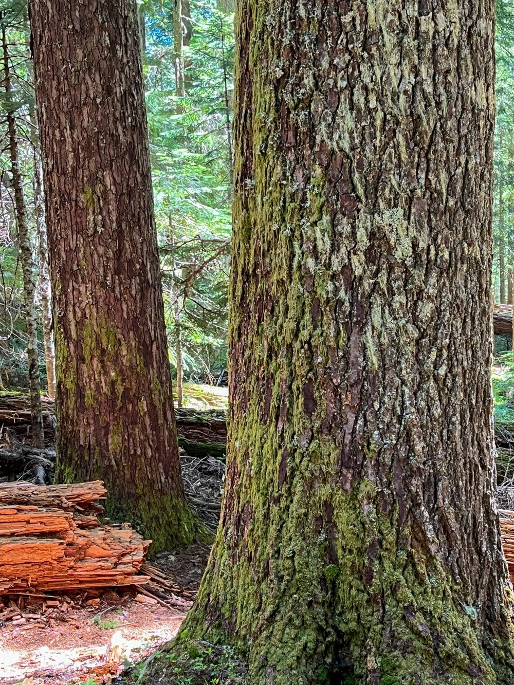 Old noble fir
