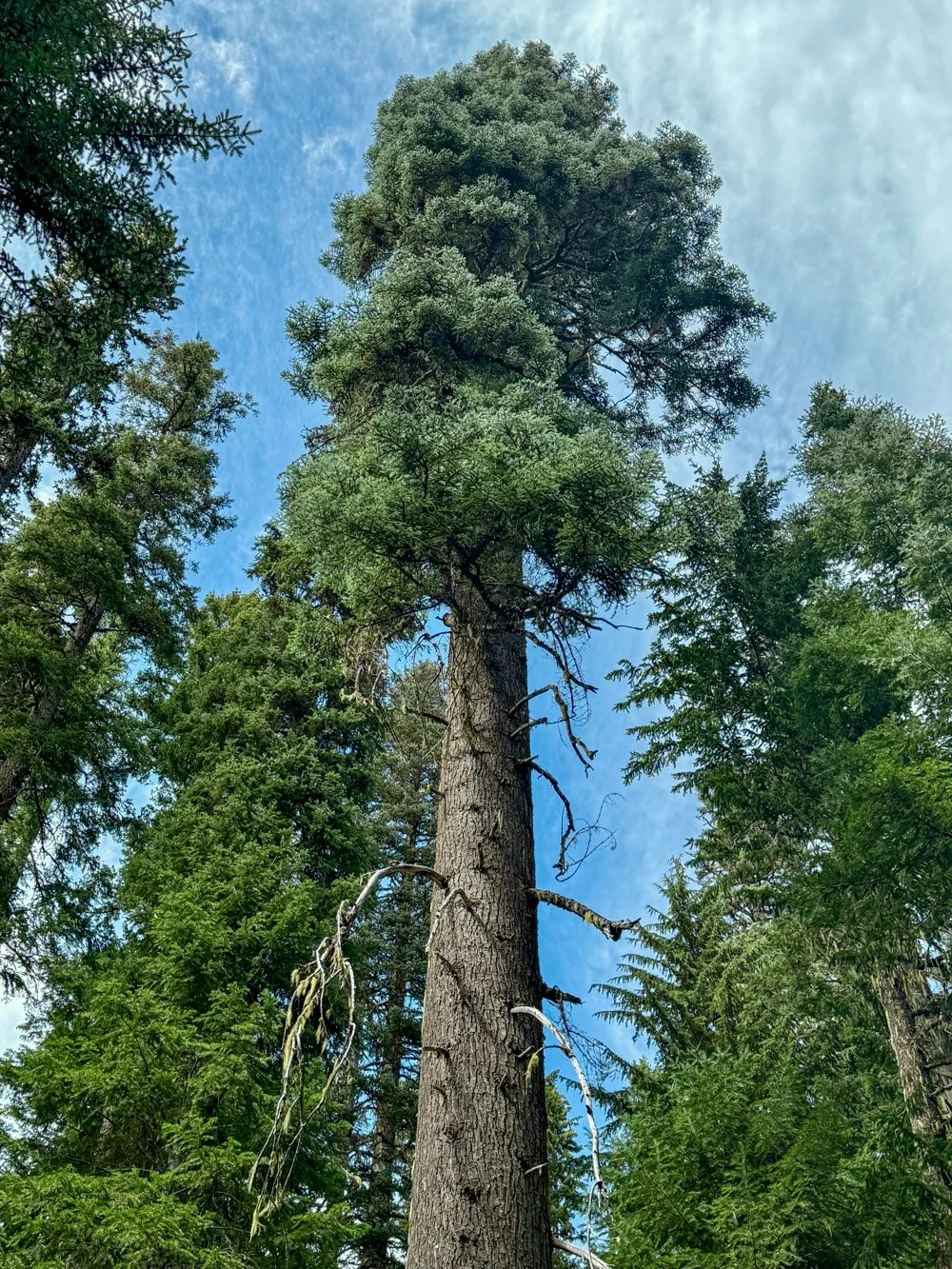 Majestic noble fir