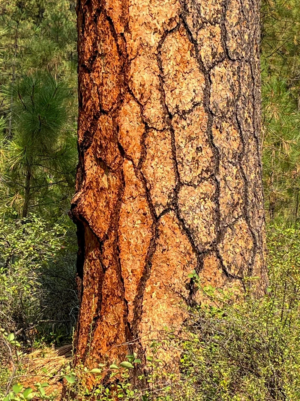 Chunky old ponderosa pine