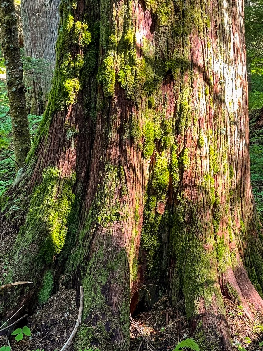 Western redcedar