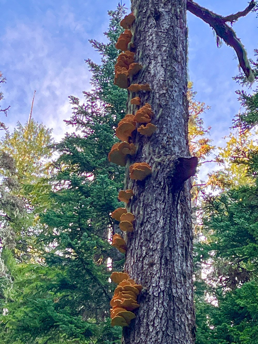 Sulpher shelf fungus