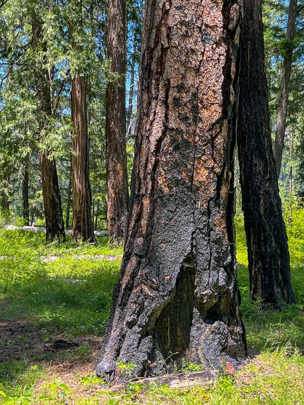 Multiple fire scars