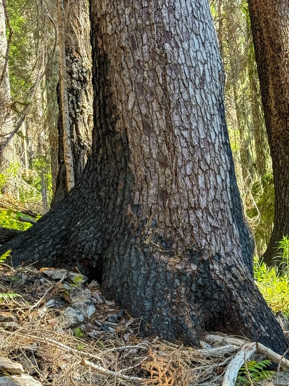 Scorched noble fir