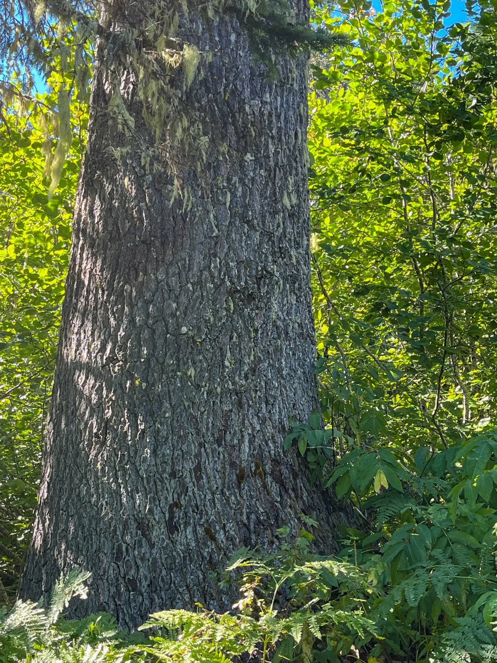 Old noble fir