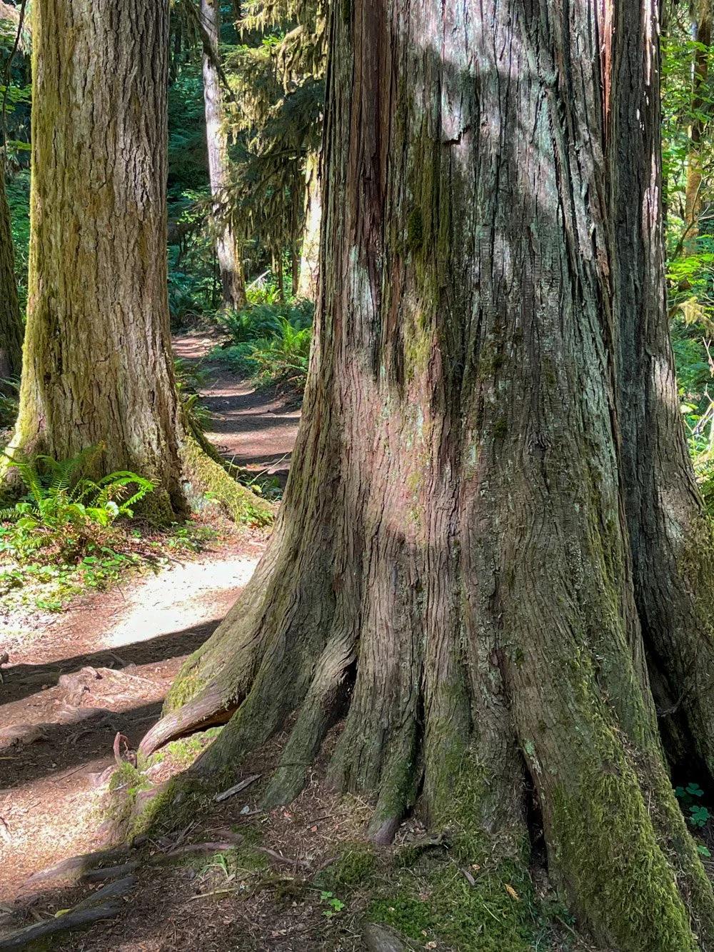 Western redcedar hug the trail