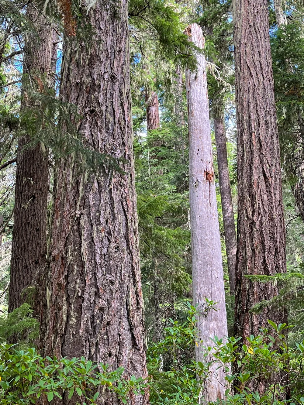 Old growth
