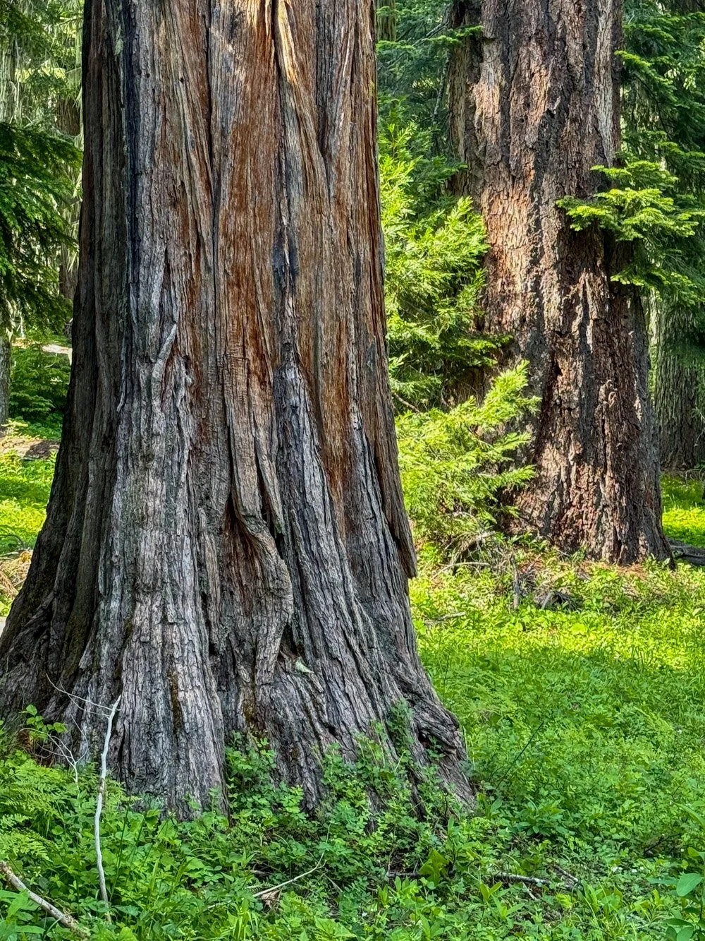 Incense cedar and Douglas-fir