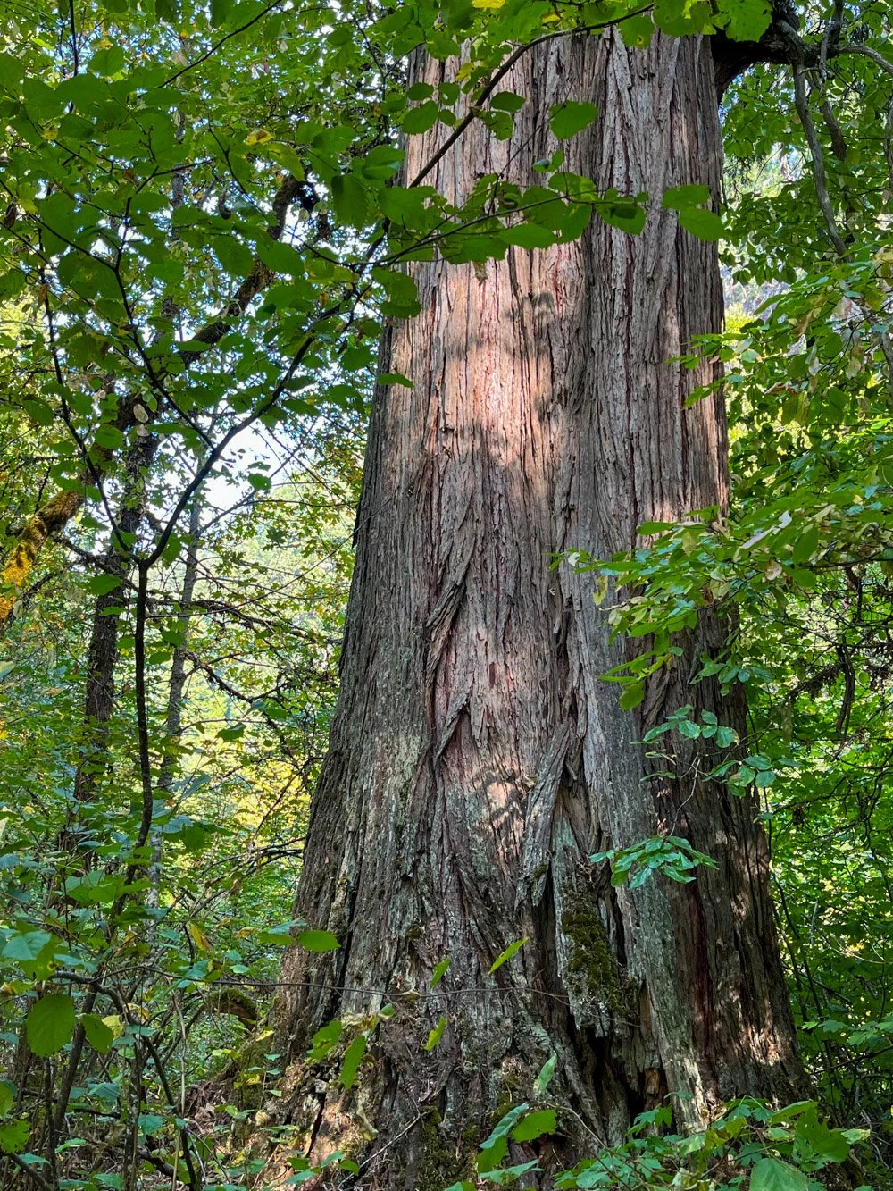 Massive incense cedar