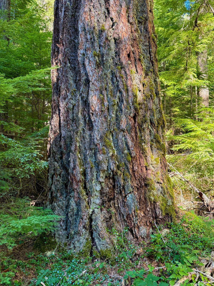 Ancient Douglas-fir