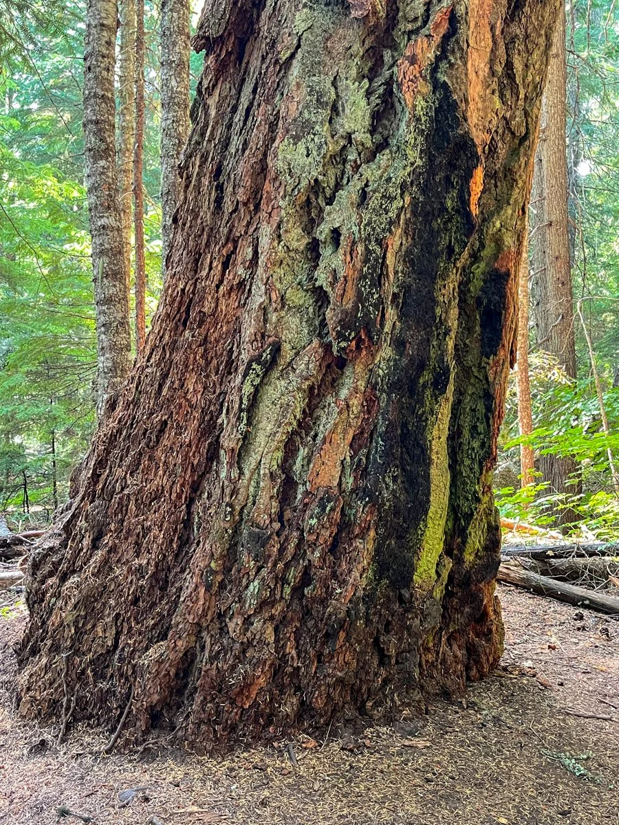 Fire-scorched, old Douglas-fir