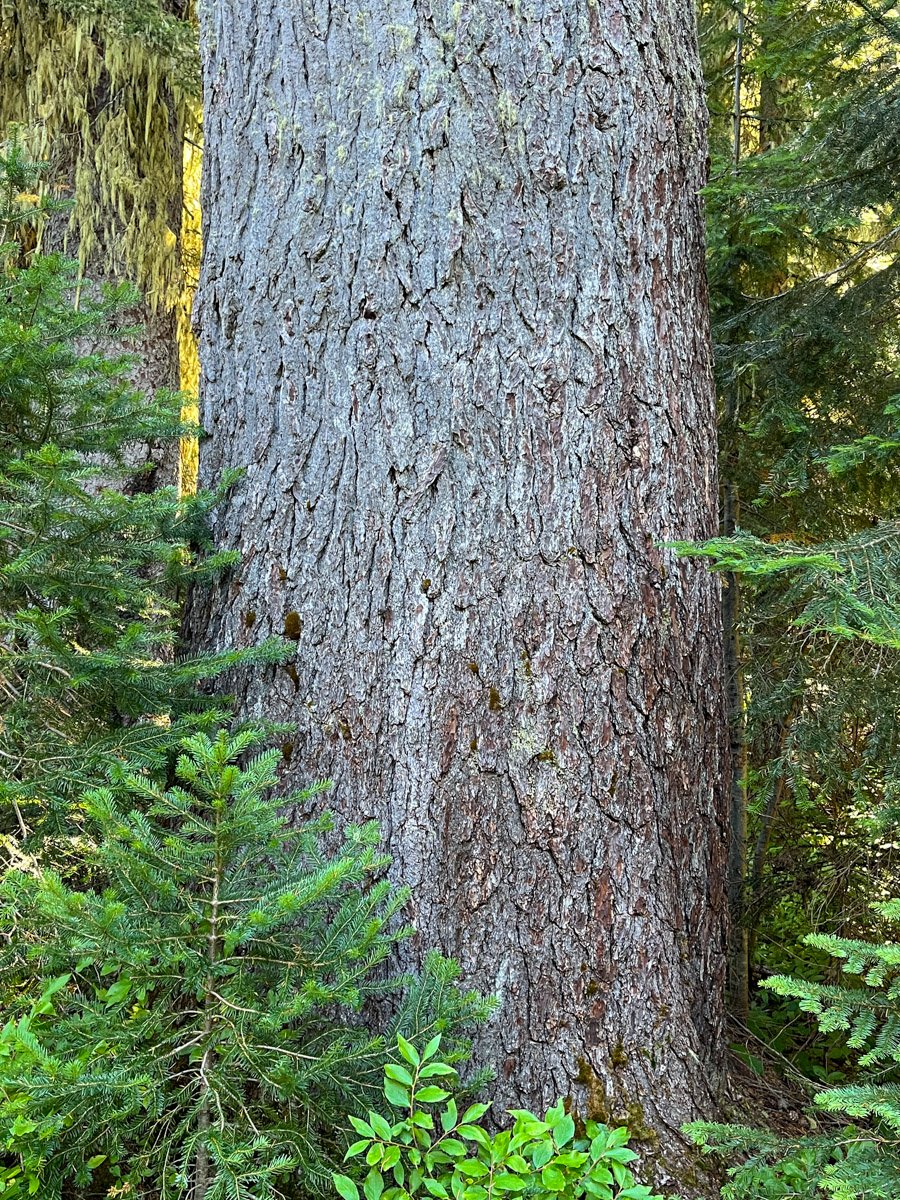 Huge mountain hemlock