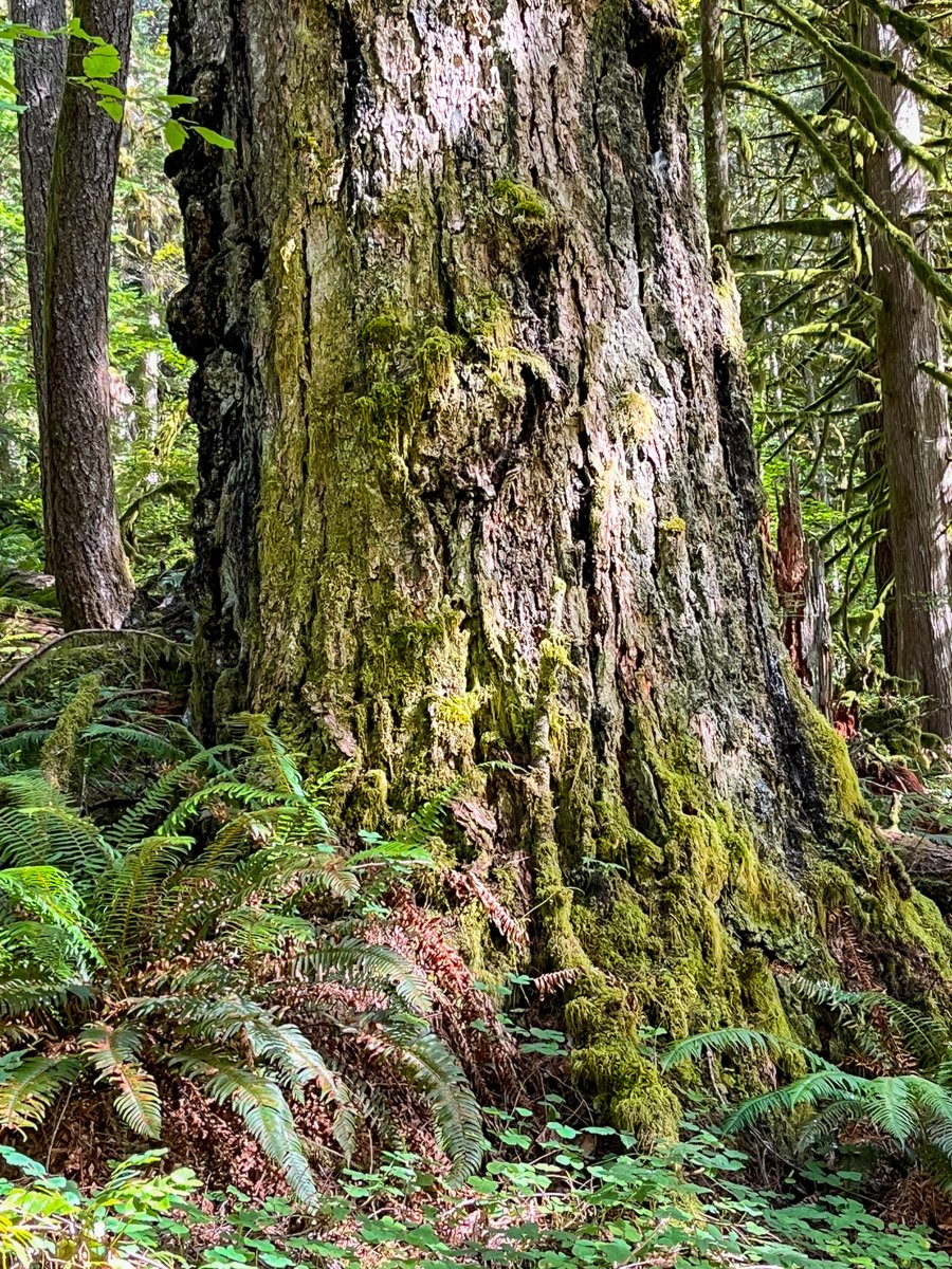 17. Eagle Creek (Salmon-Huckleberry Wilderness)